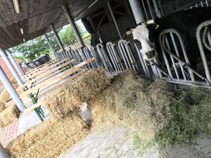 BoerderijFeest